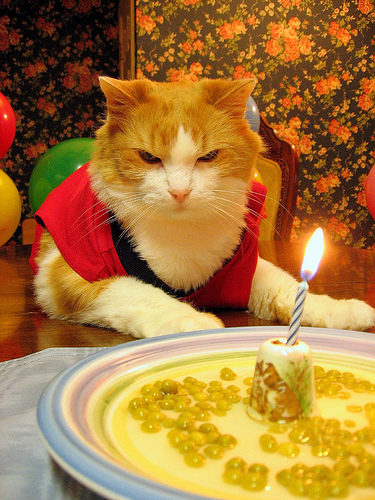 Birthday Party Images. mad-cat-irthday-party.jpg