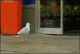 1344233707843.gif