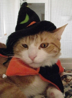 cat2.jpg