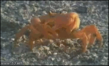 crab-leaves-his-arm_500[1].gif