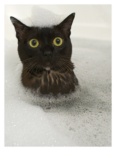 cute cat but wet so its sad.jpg