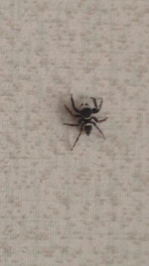spider.jpg
